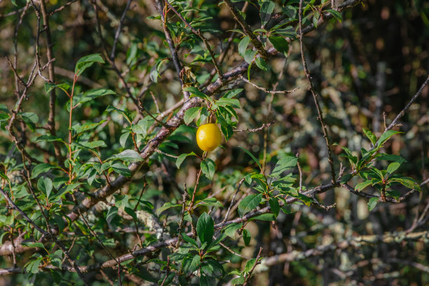 黄樱桃李。图片下载