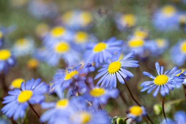 在这张图片的前景中，蓝色的花朵以黄色为中心图片下载