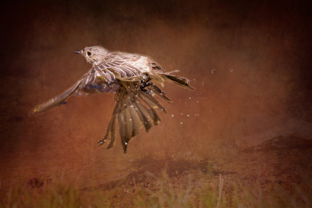 拼贴风格无缝图案设计。大丽花上手绘的鸟。时髦的背景与植物，几何形状，和抽象的元素。图片下载