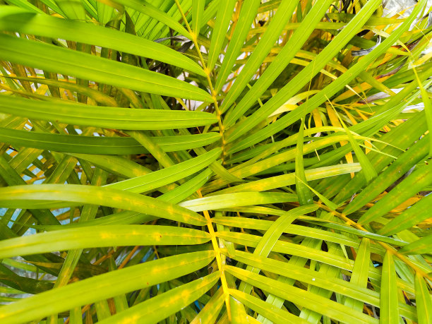 棕榈叶图片下载