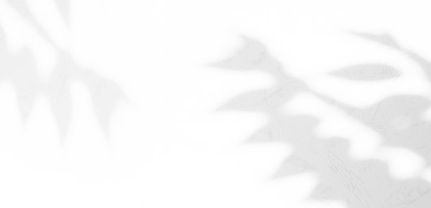 阴影背景树叶夏季热带植物覆盖轻花自然墙地板玫瑰叶抽象背景阳光最小模型模板效果从窗口Bg 3d模式分支。图片下载