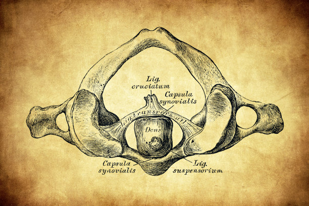 Atlas和Epistropheus之间的韧带，从上面看图片下载