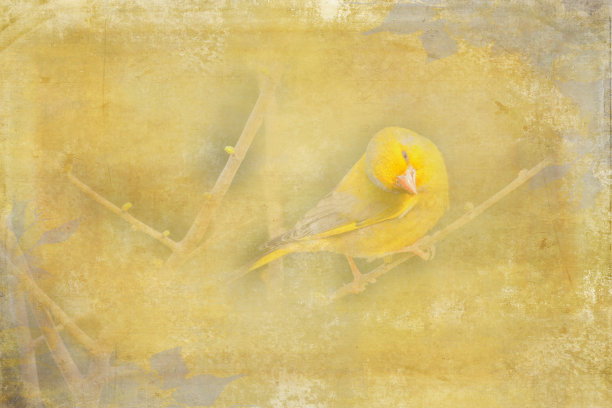 拼贴风格无缝图案设计。大丽花上手绘的鸟。时髦的背景与植物，几何形状，和抽象的元素。图片下载