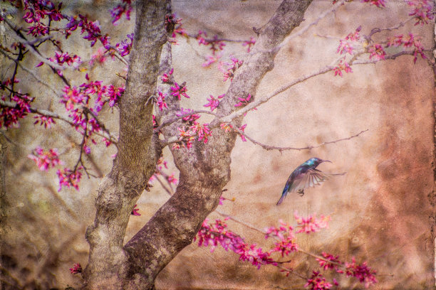 拼贴风格的无缝图案设计：手绘鸟与大丽花，包含植物、几何形状和抽象元素的潮流背景图片下载