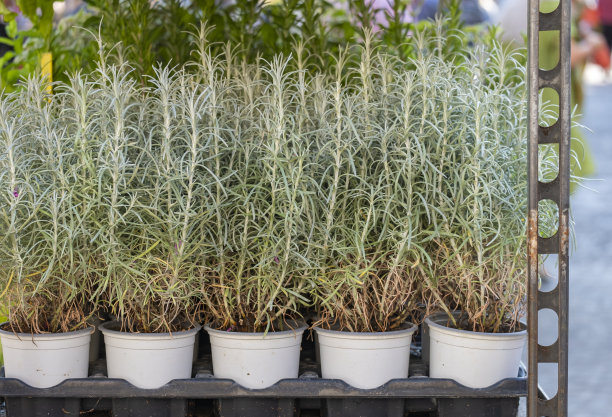 在苗圃的苗床上为花园种植的蔬菜幼苗。真实的照片。图片下载