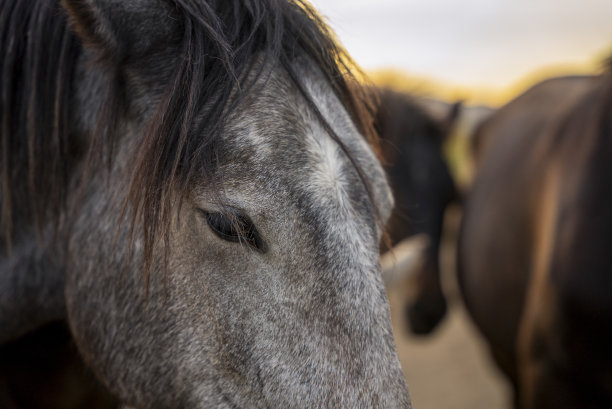 草原上野马的特写图片下载