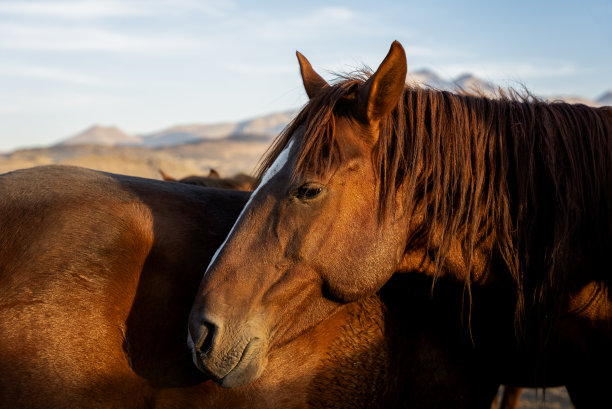 草原上野马的特写图片下载