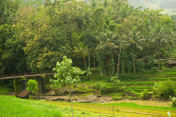 印度尼西亚自然风光的股票照片与绿色的稻田和森林在早晨的阳光图片下载