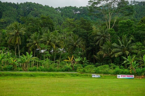 印度尼西亚自然风光的股票照片与绿色的稻田和森林在早晨的阳光图片下载