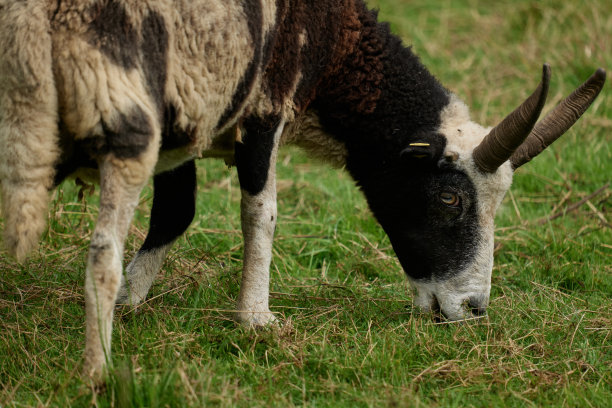 雅各羊图片下载