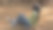 年轻的穆斯林妇女坐在草地上无忧无虑地休息，在阳光明媚的日子里在草坪上放松。侧视图图片下载