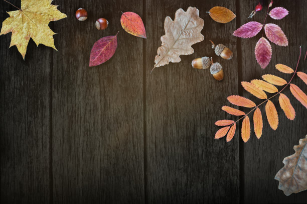 秋季氛围素材：枫树、花楸、山茱萸、橡树的红黄落叶与坚果、橡子，深色木质背景，留白图片下载