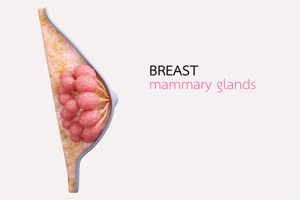 正常乳腺乳腺图片下载