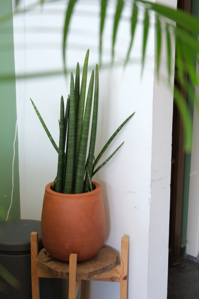 陶罐里的桑塞维耶里亚图片下载