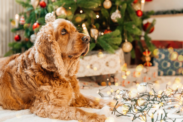 狗狗对圣诞树玩具感兴趣，新年假期概念。可爱的浅色西班牙猎犬坐在装饰杉树旁边，圣诞树。圣诞图片，树和灯的背景。圣诞快乐，新年快乐。图片下载