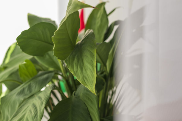 盆栽室内植物的照片。室内图片下载