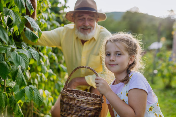 爷爷和孙女在灌木丛中采摘覆盆子的照片。图片下载