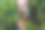 一个小女孩在温室里摘辣椒的照片。图片下载