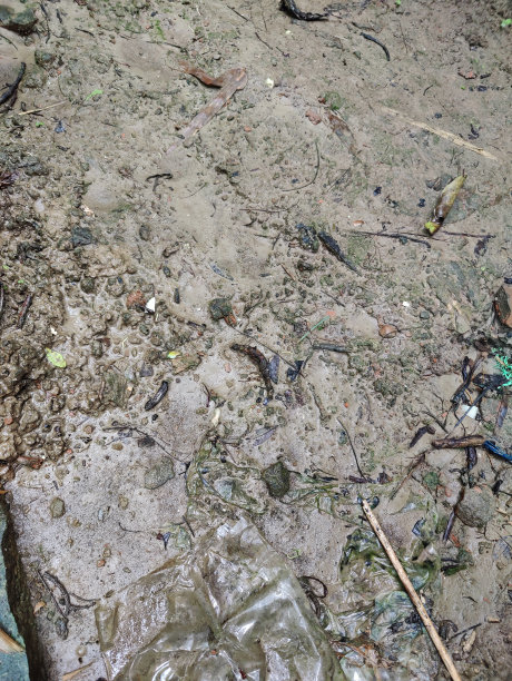 地球表面的森林，照片的特写图片下载