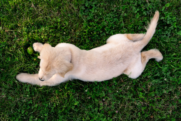 拉丁妇女在家工作，抱着她的狗图片下载