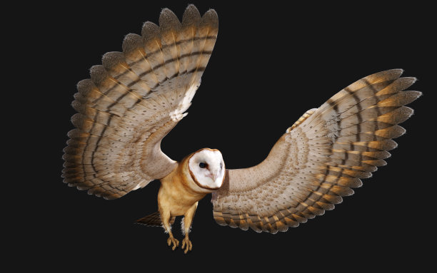 谷仓里的猫头鹰在飞翔图片下载