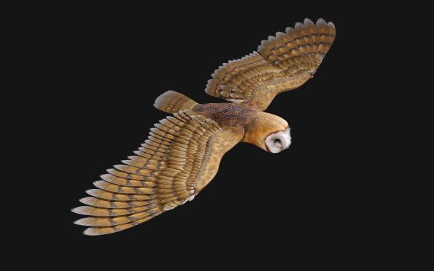 谷仓里的猫头鹰在飞翔图片下载