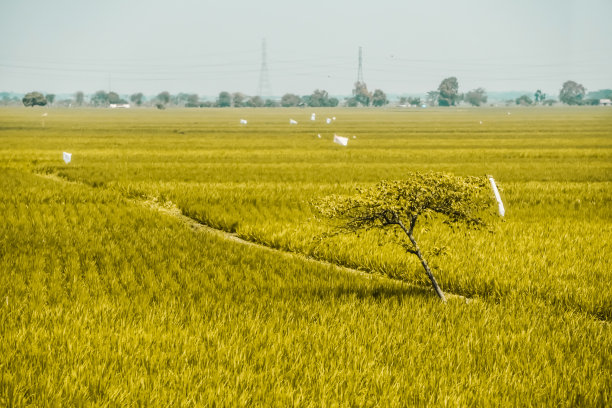 印尼大片稻田里绿色的水稻植物照片图片下载
