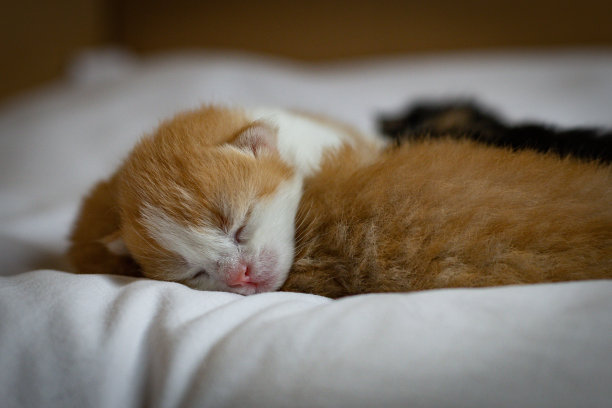 刚出生的小猫在箱子里的床上熟睡。图片下载