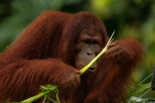 成年猩猩在考虑他是否应该吃草棒图片下载