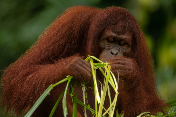 成年猩猩闻着并吃了大量的绿草图片下载