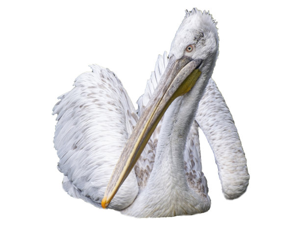 一只白色背景上长着巨大喙的白鹈鹕。插图图片下载