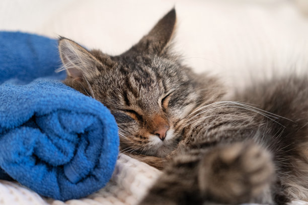 快乐猫洗澡后用毛巾睡觉和休息。有趣的虎斑猫放松，在按摩台上平静下来，同时做水疗治疗。宠物美容。幽默。芳香疗法，身体护理。图片下载