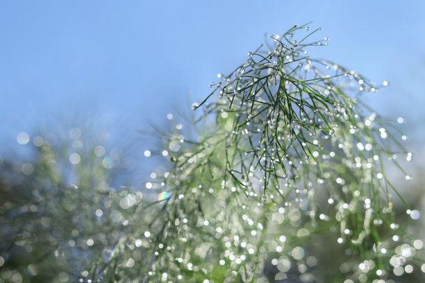 微距照片迪尔在早上。闪亮的树枝。散景。闪亮的背景。闪闪发光的效果。图片下载