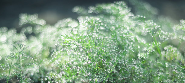 微距照片迪尔在早上。闪亮的树枝。散景。闪亮的背景。闪闪发光的效果。图片下载