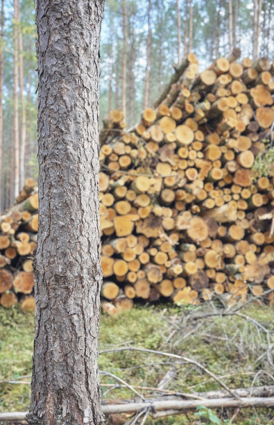 树干的特写照片，背景是被砍伐的树木图片下载