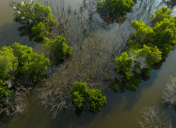 天江省Tan Thanh海滩红树林沼泽的航拍摘要照片图片下载