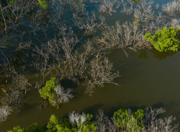 天江省Tan Thanh海滩红树林沼泽的航拍摘要照片图片下载