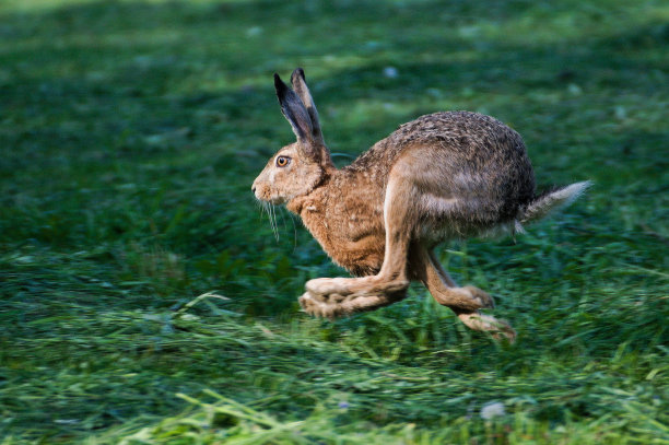 兔子在操场上奔跑，看起来像袋鼠。动态学习图片。图片下载