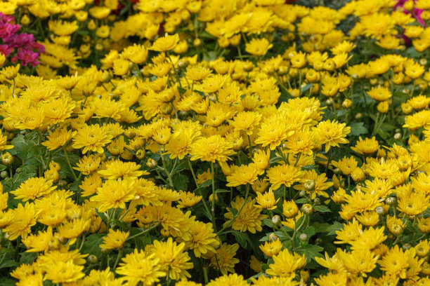 美丽的菊花丛黄、红、白、粉、红的颜色图片下载