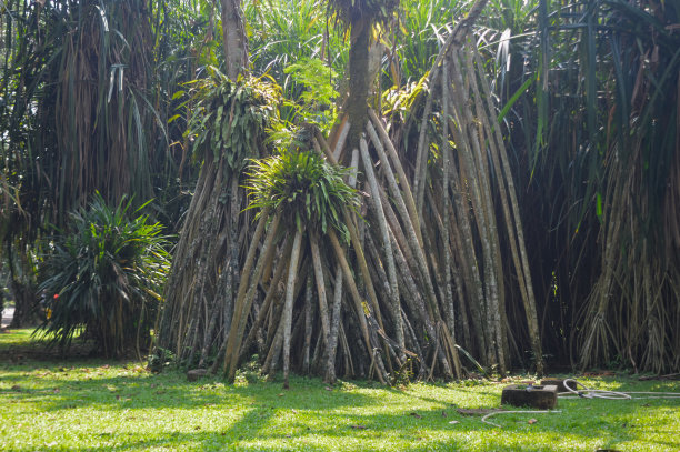 选择性对焦，风景背景，熊猫树根，长根，日光照片。图片下载