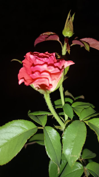 美丽的粉红玫瑰点缀着我们的花园图片下载