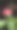 美丽的粉红玫瑰点缀着我们的花园图片下载