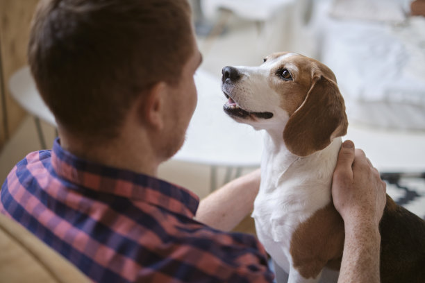 一个男人拥抱他的小猎犬的可爱照片，传达了主人和宠物之间的深厚联系。动物救援故事，负责任的宠物主人，狗对人类福祉的影响。图片下载