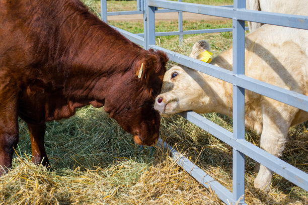 农场里的动物，一头母牛和一头小牛，隔着围栏依偎在一起图片下载