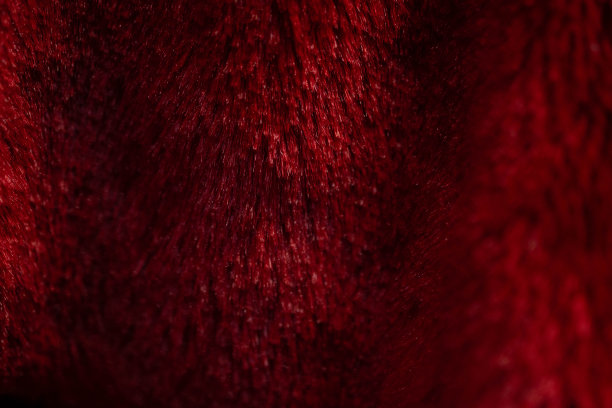 红地毯上柔软、飘逸的皮毛，这是相似的画面。使织物清晰可见，可作为各种产品的背景。图片下载