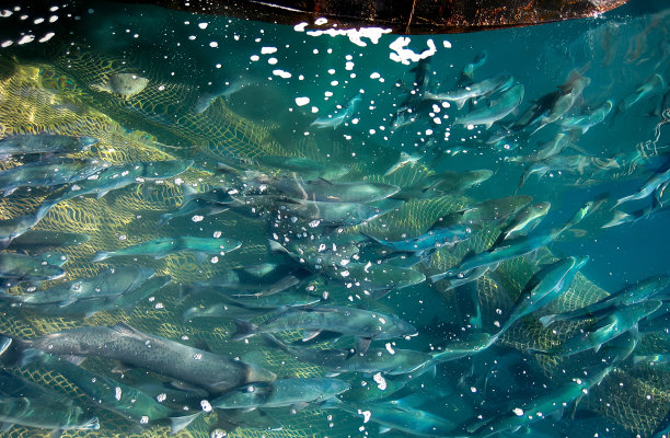 渔网里装满了各式各样的咸水鱼。渔业。近距离图片下载