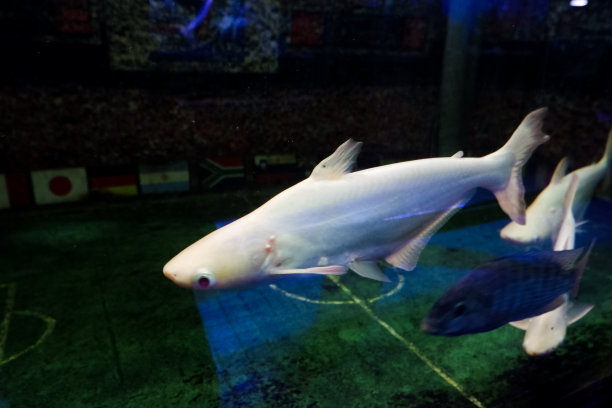 白化成吉思汗鱼群的选择性焦点。图片下载