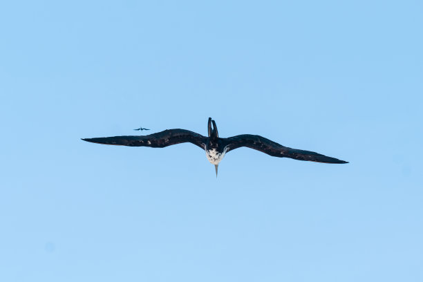 海鸥在蓝天和大海中的照片图片下载