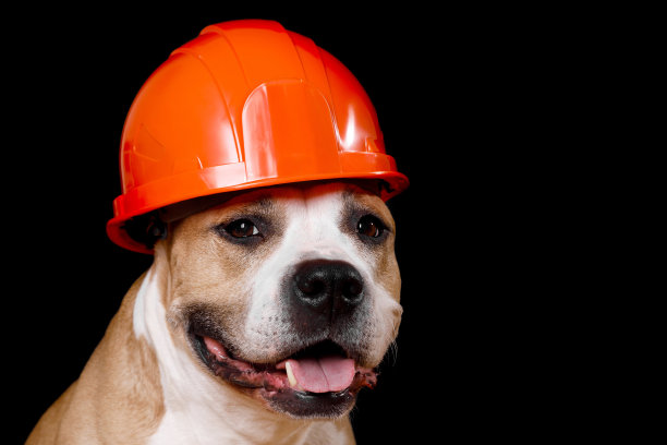 图为一只棕色和白色相间的狗戴着安全帽。这张图片可以用来代表安全、建筑，或者作为各种项目的有趣插图。图片下载