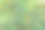 绿叶背景。绿叶金合欢纹理。叶子纹理背景。金合欢树叶的自然背景图片下载